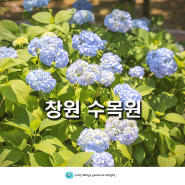 창원 장미공원 엔딩 경남 꽃구경 가볼만한곳 창원 수목원 수국