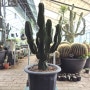 Euphorbia ingens 왕대각
