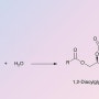 지방을 분해하여 지방산과 글리세롤로 만드는 효소 리파아제 (Lipase)