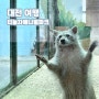 대전 아이와 가볼만한곳 티놀자애니멀파크 실내동물원 체험 입장료 유성 당일치기 여행