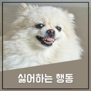 강아지가 싫어하는 행동, 애정도 귀찮아할 수 있어요!