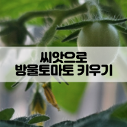 씨앗으로 노랑체리 방울토마토 키우기