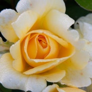 나리농원의 노랑장미꽃, 흰장미꽃