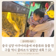 아기와 중국 심양(선양) 아쿠아리움 동물 파충류 중국여행 4일차 (2)