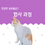 민감한 나이 성묘 고양이 합사 과정