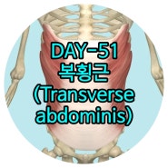 일산체형교정 DAY-51 복횡근(배가로근, Transverse abdominis) 마두재활