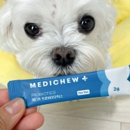 메디츄 프로바이오틱스 매일 먹는 강아지유산균 추천