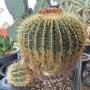 Echinocactus grusonii 금호선인장 중형