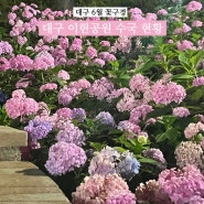 [대구] 6월 꽃구경 | 대구이현공원 수국 개화 현황 및 주차장