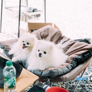 강아지와 캠핑엔 스노우피크 도그코트 & 쿠션