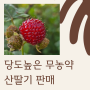 산딸기 철 6월 지금만 먹을 수 있는 당도 높은 무농약 산딸기