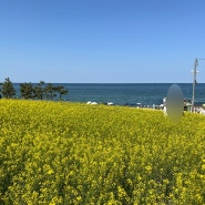 강릉유채꽃명소 사근진해변 방파제포토존 방문후기