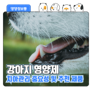 [강아지 영양제 추천] 강아지 치아관리의 중요성 및 추천 제품은?