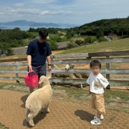 경남 남해양떼목장 양모리학교 방문후기(f.43개월아기)