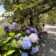 후쿠오카 6월 여행 마이즈루공원 후쿠오카성터 수국 수련