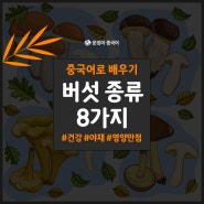 [중국어공부] 다양한 '버섯' 종류 중국어로 배우기