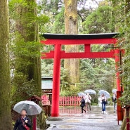 [도쿄 여행 day 4-2] 하코네 당일치기, 하코네 신사 & 삼나무 숲 비 오니 오히려 좋았다