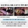 [광주 치과 동물병원, 금호동 동물병원, 강아지 발치, 강아지 잔존 유치, 강아지 레진] 2살 강아지의 잔존 유치 발치 및 치아 손상으로 인한 레진 치료 Case