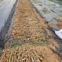도시농부 놀숲레오 주말농장 텃밭에 심은 홍산마늘을 수확했어요