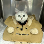 용인 기흥 1.8kg 먼치킨 고양이 넥카라 환묘복없는 최소절개 무봉합 암컷중성화 항문낭제거 수술