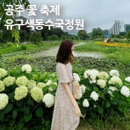 공주 6월꽃축제 유구색동수국정원 주차 무료입장 이벤트정보