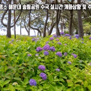 부산 수국명소 해운대 송림공원 수국 실시간 개화상황 및 주차장 정보