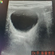 강동구 동물병원 강아지 방광 초음파 Dr.주 동물병원