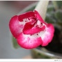 ♠ Sinningia Alok Cute Rose
