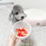 강아지 딸기, 산딸기 과일 급여 가능할까?