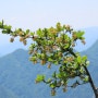 매발톱나무 - 설악산 야생화 (꽃나무)