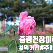 2024 서울 중랑천 장미축제 주관적 후기 (주차 꿀팁, 먹거리)