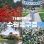 서울 근교 6월 가볼만한곳 수원 화홍문 공영주차장 탑동시민농장 꽃구경