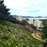 울산 가볼만한 곳) 나들이 추천 장생포 고래 문화마을_2024 수국축제(개화상황), 장생포 고래콘