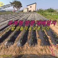 포복형 땅콩 재배일지-밭 일구기 & 모종심기