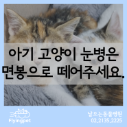 어린 고양이 눈병이 심하면 면봉으로 눈을 떼어주세요. / 아기고양이각결막유착, 아깽이눈병, 아깽이허피스, 아깽이안검유착, 날으는동물병원, 아기고양이눈병
