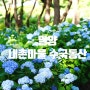 밀양 수국 내촌마을 수국동산 2024 실시간 수국 개화 상황