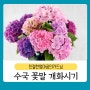 파란 하얀 분홍 수국 꽃말 수국 개화시기 정보