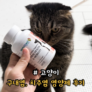 솔벳 고양이 치주염 구내염 잇몸건강에 도움을 주는 영양제 후기