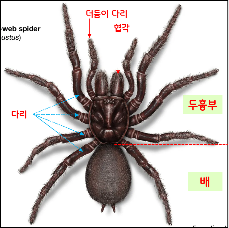절지동물 (거미, 곤충, 지네류, 갑각류)(2): 거미 종류와 해부학적 특징, 거미와 곤충의 차이점 (구별법) : 네이버 블로그