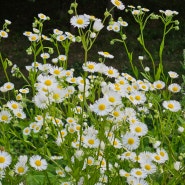 6월의 꽃 - 망초 금계국 자주 초롱 디기탈리스 불꽃 나리 수국 꽃양귀비