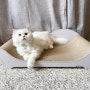 고양이 쇼파 스크래쳐 대형 | 오케이펫코리아