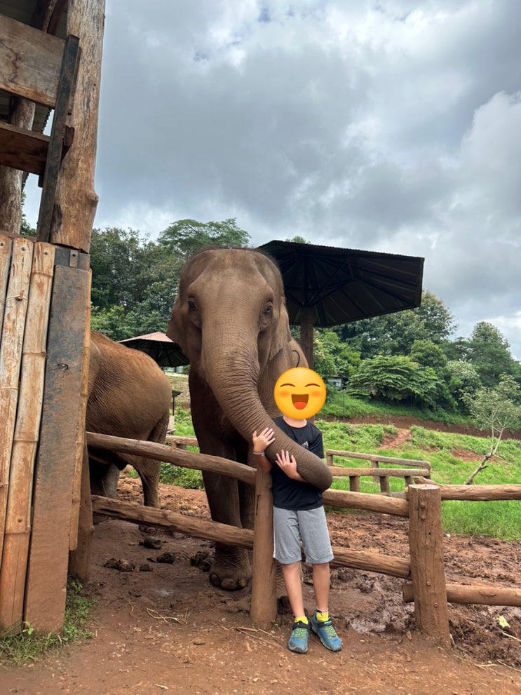 아이와 치앙마이 여행 코끼리 체험 Elefin Farm🐘 : 네이버 블로그