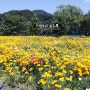 봄 여행지 추천 꽃축제 가평 자라섬 꽃페스타