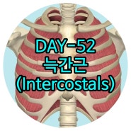 운정재활 DAY-52 늑간근(갈비사이근, Intercostals) 교하재활