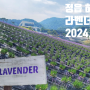 (전북 정읍) 2024년 허브원 라벤더 축제, 개화 현황