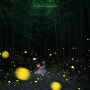 전북여행 익산 구룡마을 대나무숲 반딧불이 볼 수 있는 곳 위치 및 주차