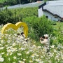 6월 6일 - 양평 샤스타데이지 정원 카페 <소풍>과 양수리 카페 <수수>