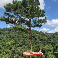 베트남 여행지 달랏 코스 추천 가볼만한곳 : 하트나무, 크레이지하우스 ❤️🌲🤹🏻♀️