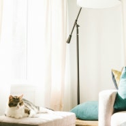 반려묘 인테리어 팁 고양이키우는 집 추천템 이렇게 꾸미면 좋아요!