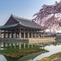 서울 경복궁 벚꽃 나들이
